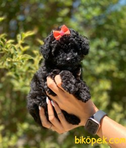 Siyah Poodle 4