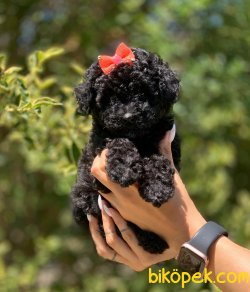 Siyah Poodle 1
