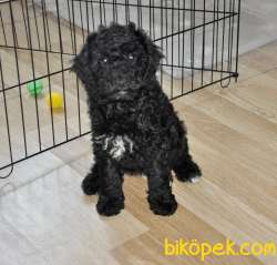 Siyah Poodle 3 Aylik Saglik Guvenceli 1