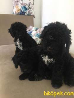 Siyah Poodle 3 Aylik Saglik Guvenceli 2