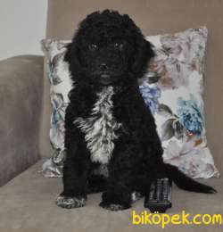 Siyah Poodle 3 Aylik Saglik Guvenceli 3