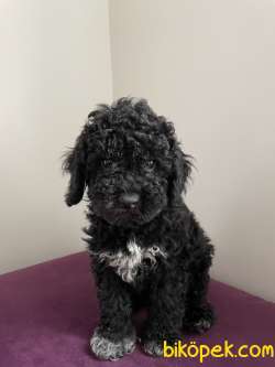 Siyah Poodle 3 Aylik Saglik Guvenceli 4