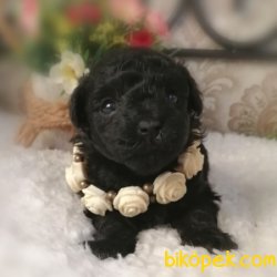 SİYAH POODLE BEBEKLERİMİZ 3