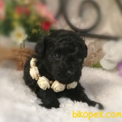 SİYAH POODLE BEBEKLERİMİZ 2
