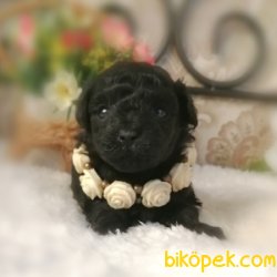 SİYAH POODLE BEBEKLERİMİZ 1