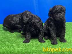 SİYAH POODLE YAVRU