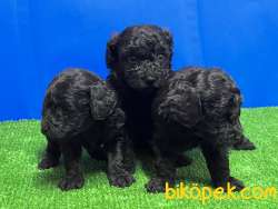 SİYAH POODLE YAVRU