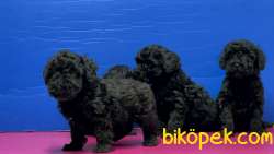 SİYAH POODLE YAVRU