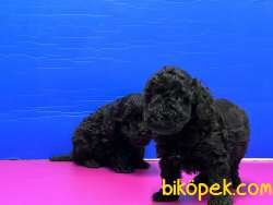 SİYAH POODLE YAVRU 2