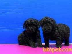 SİYAH POODLE YAVRU 3