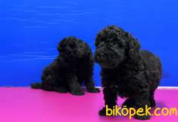 SİYAH POODLE YAVRU 5