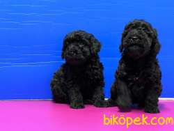 SİYAH POODLE YAVRU 4