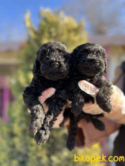 SİYAH POODLE YAVRU 4