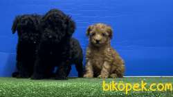 SİYAH POODLE YAVRU