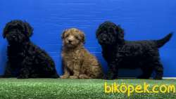 SİYAH POODLE YAVRU 3