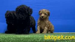 SİYAH POODLE YAVRU 2