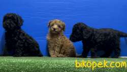 SİYAH POODLE YAVRU 5