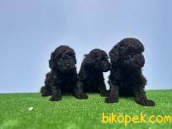 SİYAH POODLE YAVRU 3