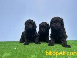 SİYAH POODLE YAVRU 4