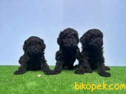 SİYAH POODLE YAVRU