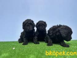 SİYAH POODLE YAVRU 5