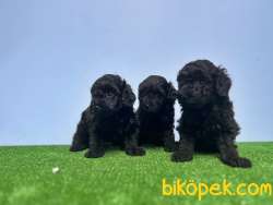 SİYAH POODLE YAVRU 2