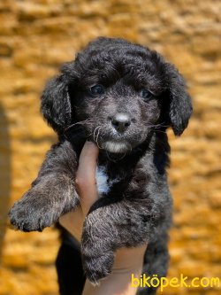 SIYAH POODLE YAVRULARIMIZ 1