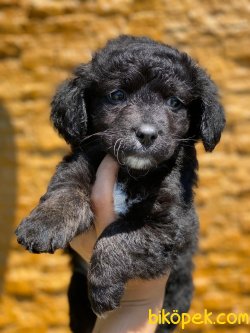 SIYAH POODLE YAVRULARIMIZ 3