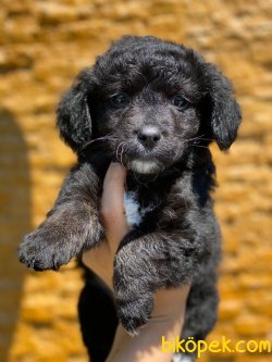 SIYAH POODLE YAVRULARIMIZ 2