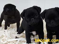 Siyah Pug Yavruları 3