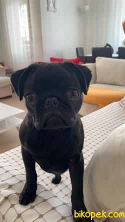 Siyah PUG Yavrusu 4 Aylık Yeni Sahibini Arıyor 4