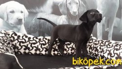 SİYAH RENK LABRADOR RETRİEVER YAVRULARIMIZ 2
