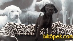 SİYAH RENK LABRADOR RETRİEVER YAVRULARIMIZ 5