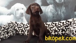 SİYAH RENK LABRADOR RETRİEVER YAVRULARIMIZ 3