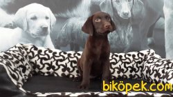 SİYAH RENK LABRADOR RETRİEVER YAVRULARIMIZ 1