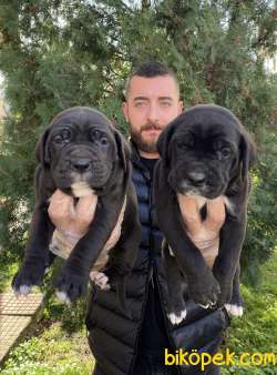 SİYAH RENKTE DEV CANE CORSO YAVRULAR 2