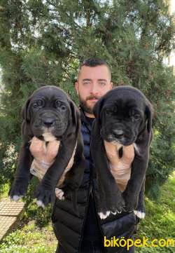 SİYAH RENKTE DEV CANE CORSO YAVRULAR 3