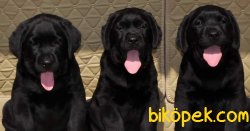 SIYAH SATILIK LABRADOR RETRIEVER YAVRULARI 3