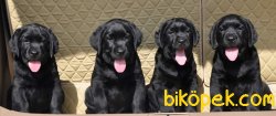 SIYAH SATILIK LABRADOR RETRIEVER YAVRULARI 1