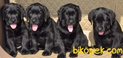 SIYAH SATILIK LABRADOR RETRIEVER YAVRULARI 2