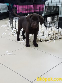 SİYAH SATILIK LABRADOR YAVRULARIMIZ 2