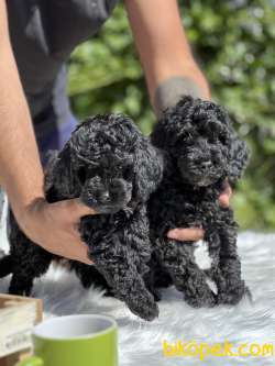 Siyah Sevenler Black Poodle 3
