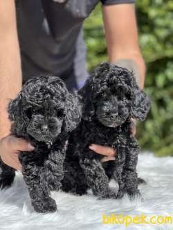 Siyah Sevenler Black Poodle 4