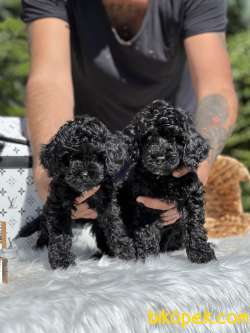 Siyah Sevenler Black Poodle 1