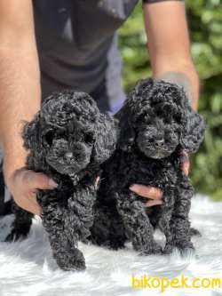 Siyah Sevenler Black Poodle 2