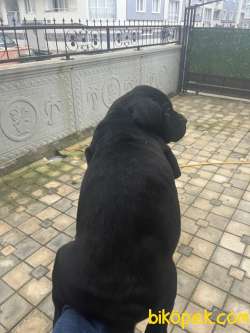 Siyah Tiger Blue Cane Corso Yavruları 3