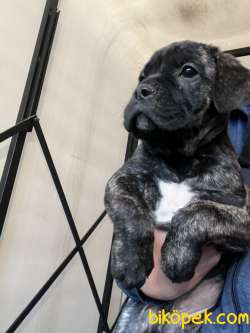 Siyah Tiger Blue Cane Corso Yavruları 2