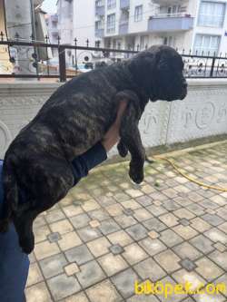 Siyah Tiger Blue Cane Corso Yavruları 1
