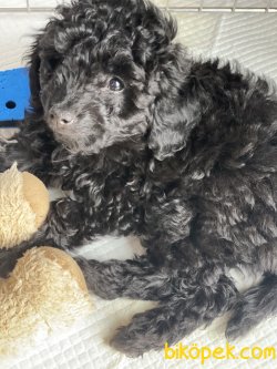 Siyah Toy Poodle 3