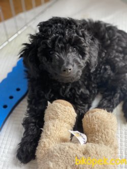 Siyah Toy Poodle 1